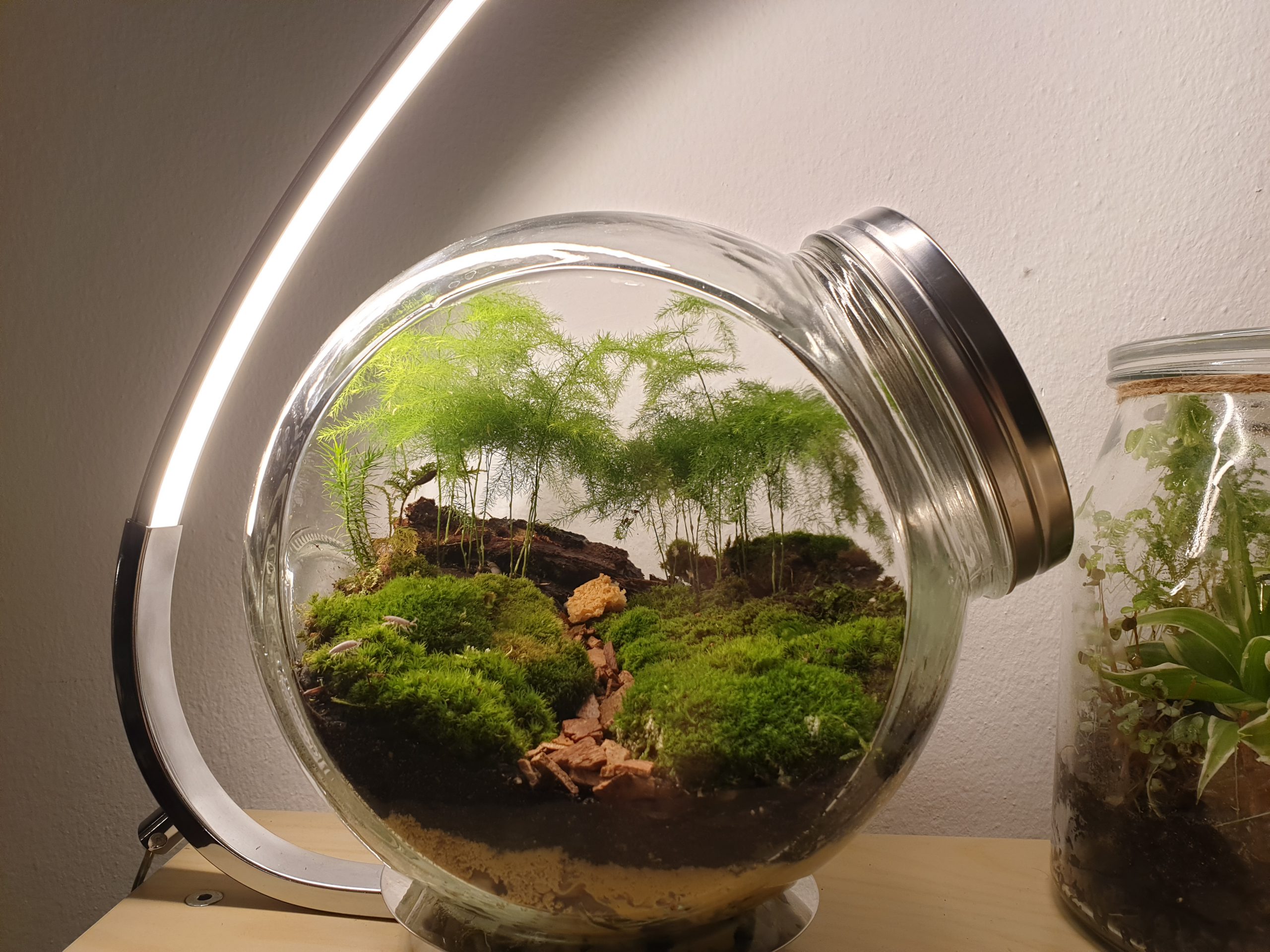 Forest terrarium