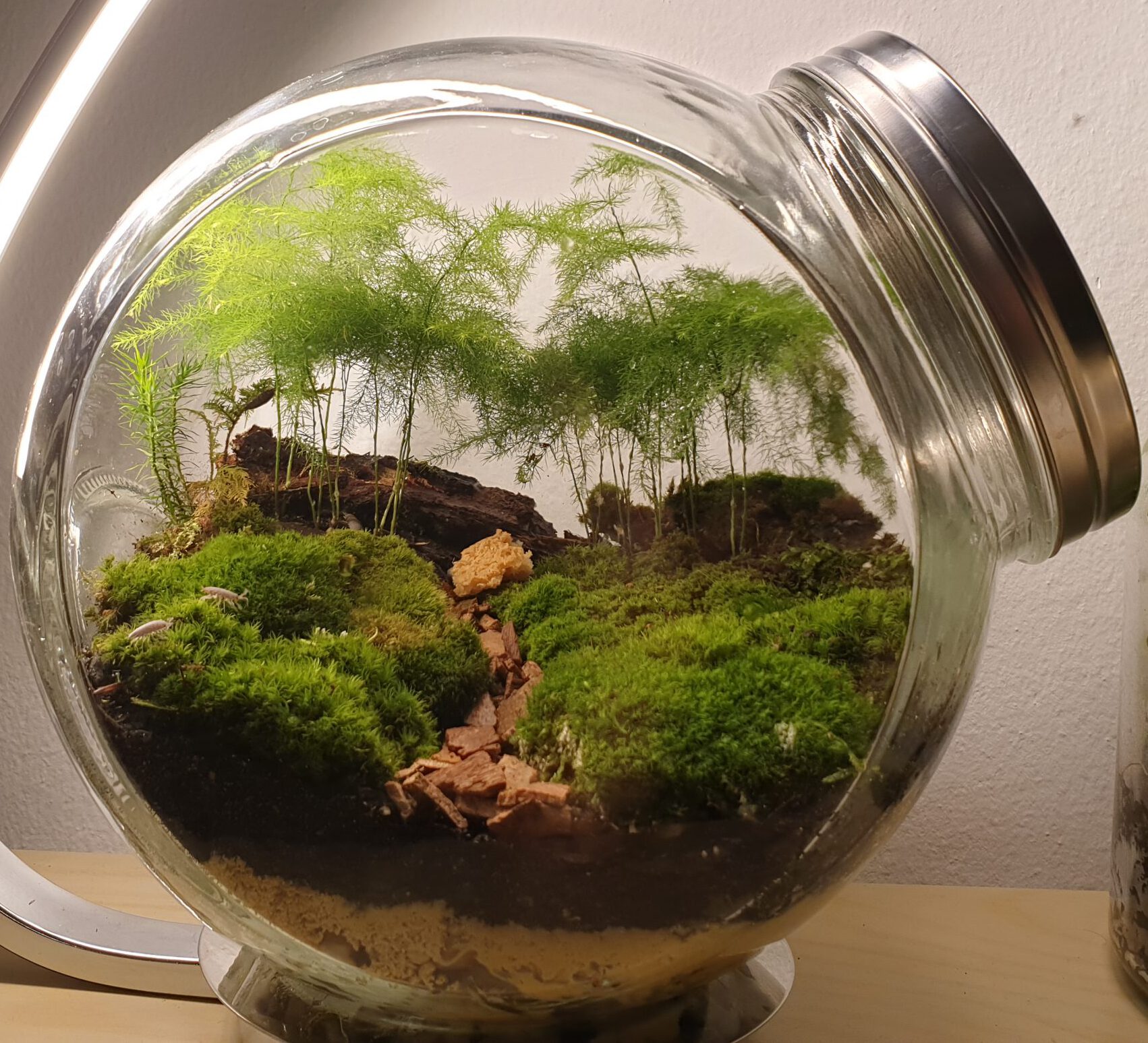 Terrarium Substrate & Soil: The Most Complete Guide
