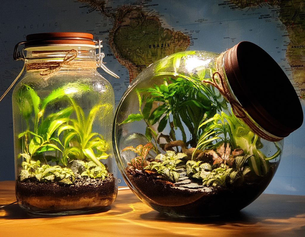 Examples of mini-biospheres (closed terrariums), one of which has integrated LED light