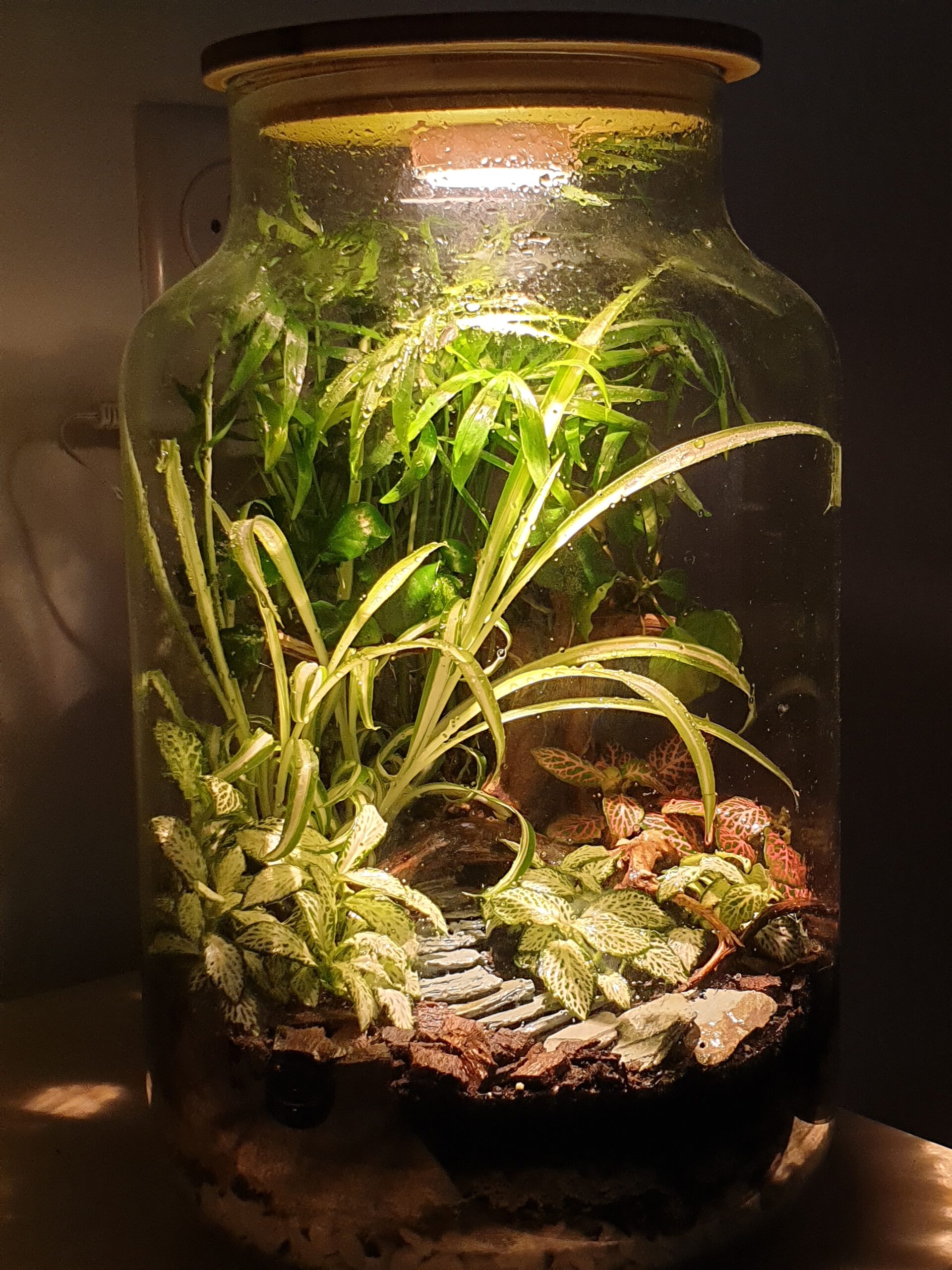 Closed terrarium "Enchanted Forest" with LED light