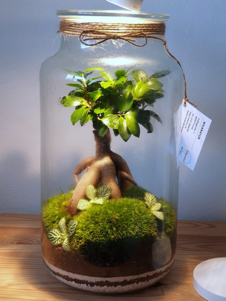 How to make a bonsai terrarium. Complete guide Bonsai terrarium