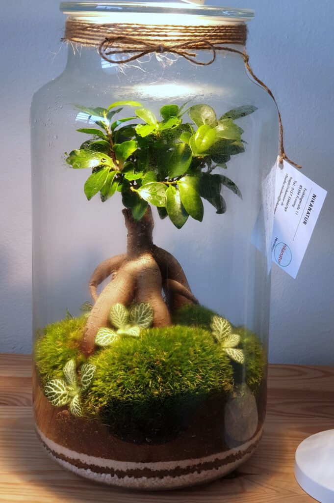 Terrarium with Ficus ginseng bonsai, moss and Fittonia