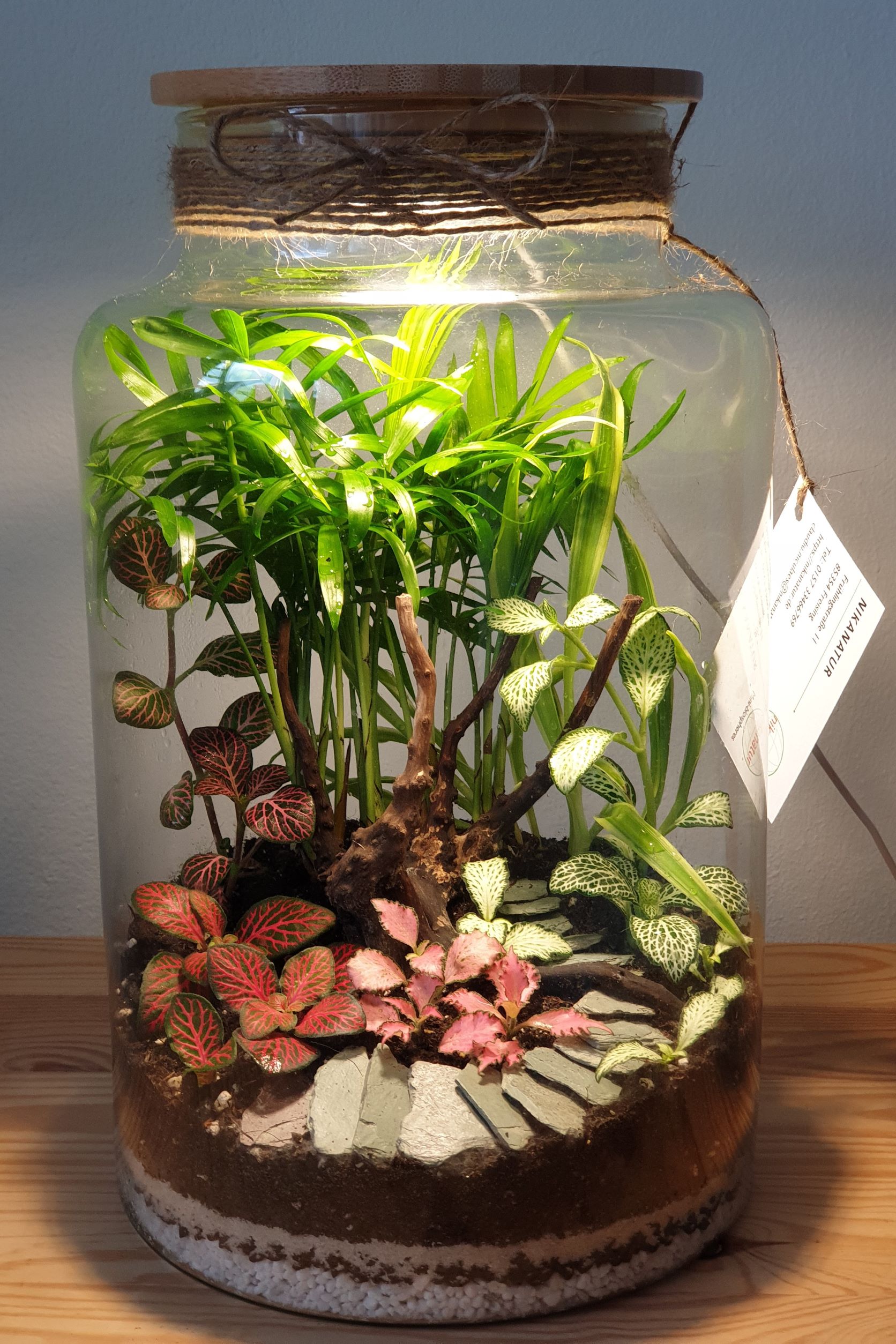Terrarium containing houseplants: Spider Plant (Chlorophytum), Parlour Palm (Chamaedorea), Nerve Plants (Fittonia)