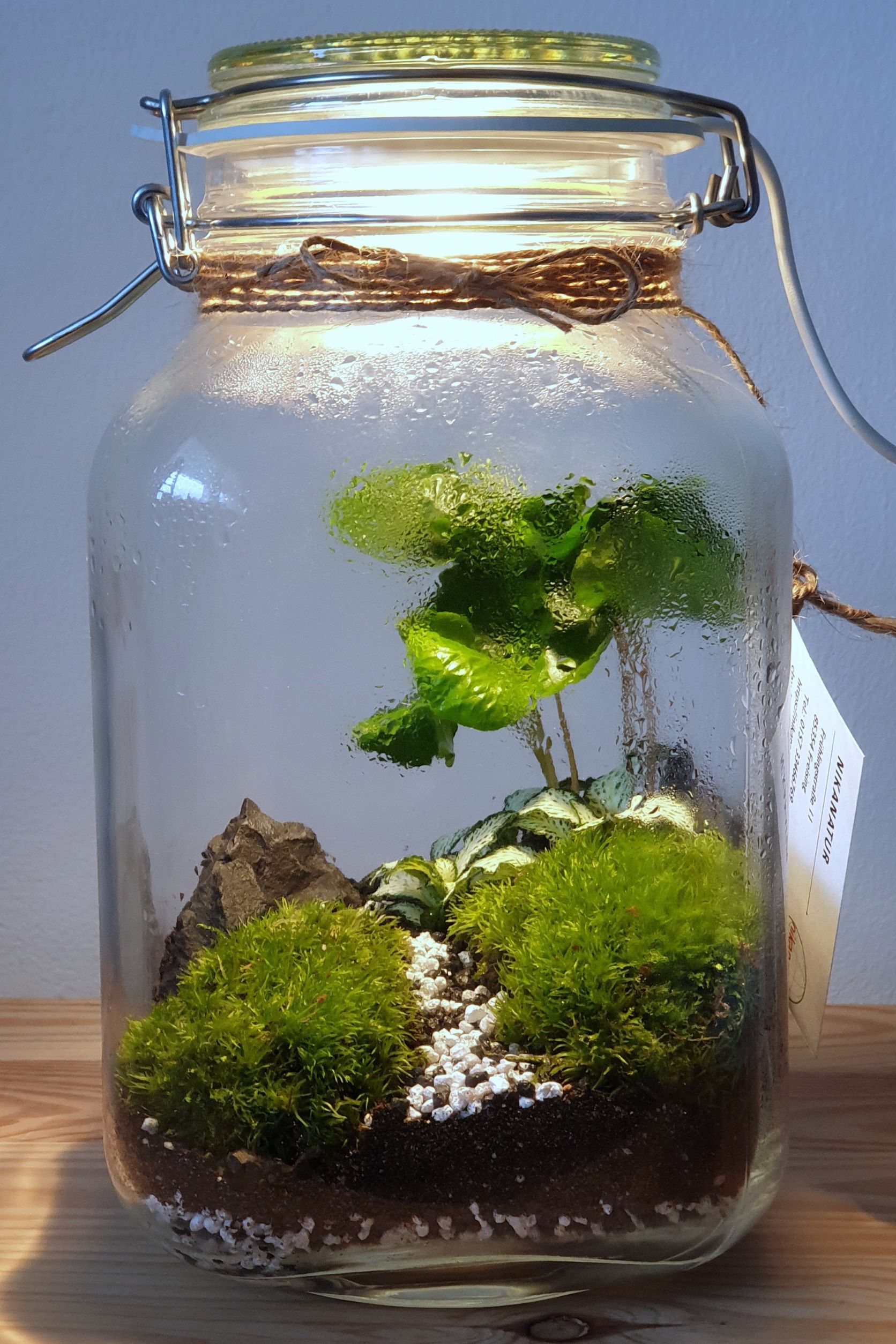 Terrarium containing coffee plants, moss and nerve plants (Fittonia)